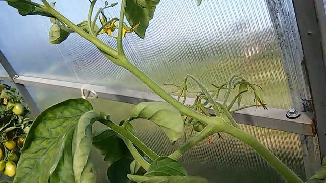 Сорт Томата Тигровый смотреть онлайн