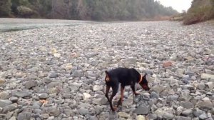 Ranger the Doberman by the river