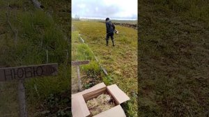 Выращиваем морошку. Подготовка чека.