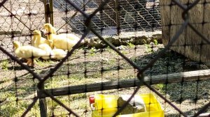 ??МУЛАРДАМ ДВЕ НЕДЕЛИ. СОДЕРЖАНИЕ, КОРМЛЕНИЕ