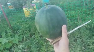 Арбуз сорта Чудо Ягода