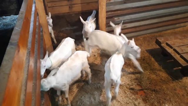 Зааненские козочки, продажа, Костанай. смотреть онлайн