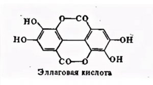 Лапчатка белая польза и вред