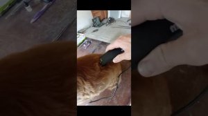 Стрижка собаки машинкой  MOSER MAX45 Grooming a Spaniel with a MOSER MAX45 typewriter