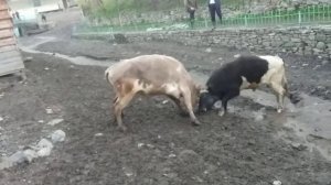 Бежта бои быков, бык Загала, Бежта, Дагестан, 17.05. 2022г.