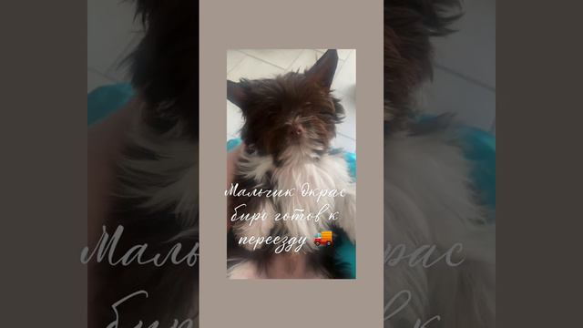 Щенок шоколадного йорка. Мальчик💙. Окрас биро.