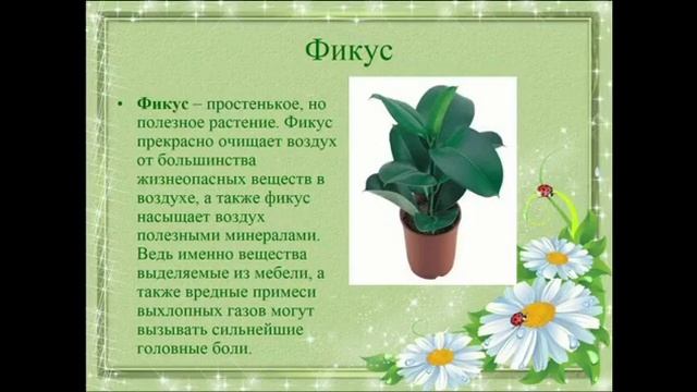 Комнатные растения