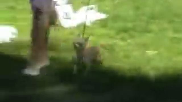 Nats-chihi-2011-3.wmv смотреть онлайн