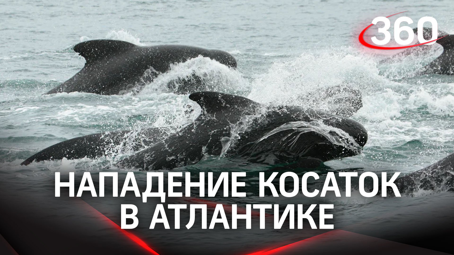 Видео: косатки напали на участников океанской регаты в Атлантике