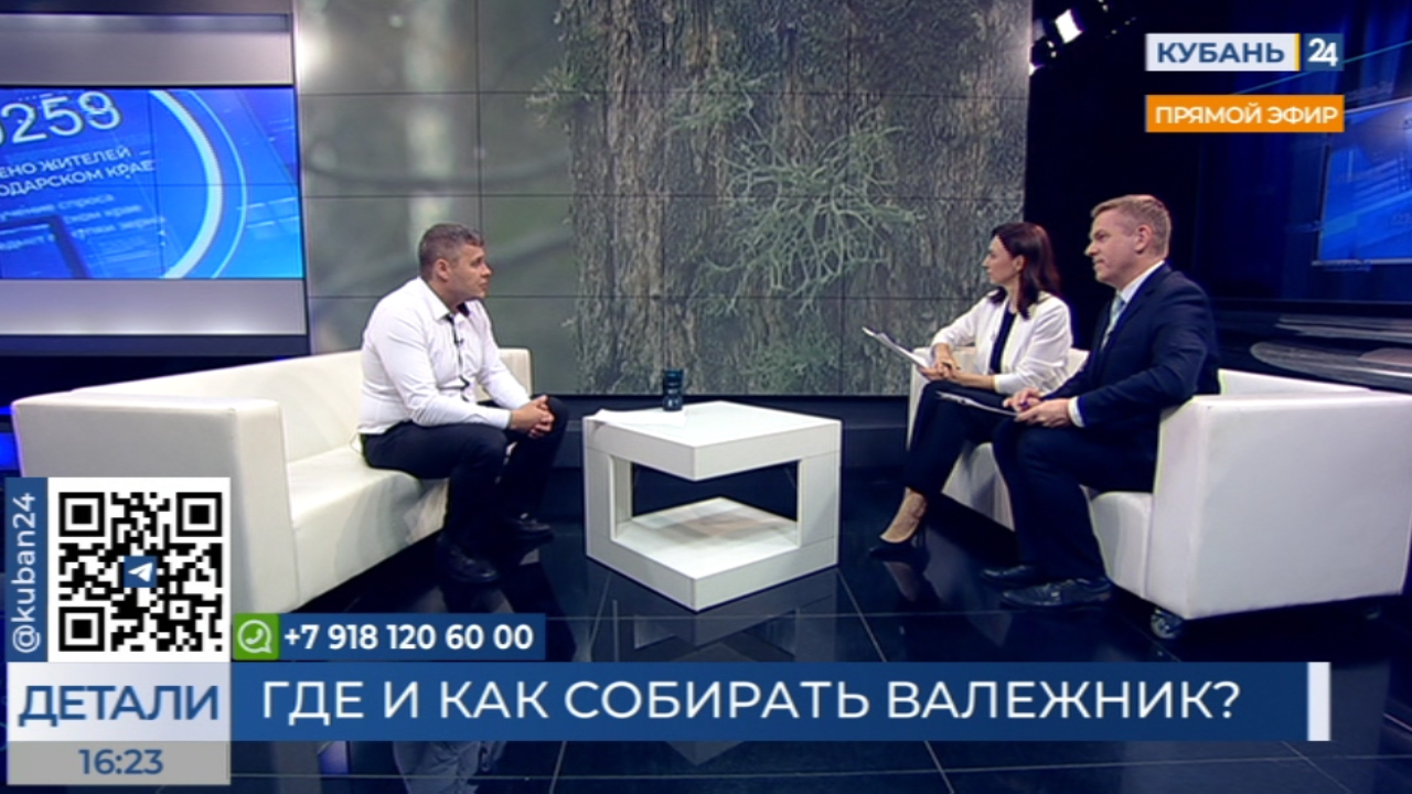 Максим Ишимов: собирать валежник граждане могут бесплатно, но только с разрешения Комитета по лесу