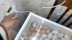 Совместная инкубация утиных и куриных яиц