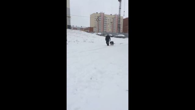 тренировка аляскинского маламута смотреть онлайн