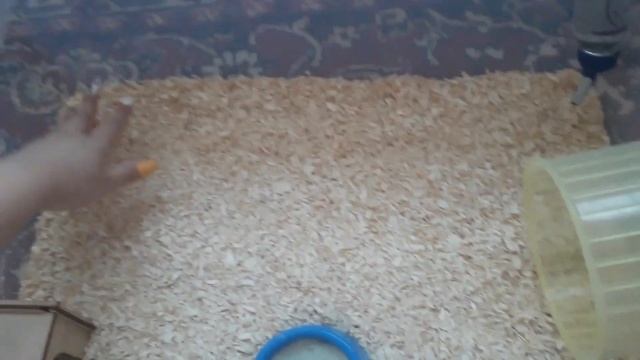 Переезд хомяка в контейнер смотреть онлайн