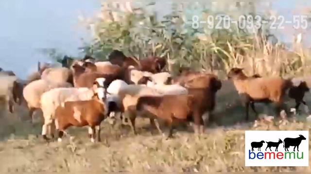 Байки чабана. Бараны на прогулке. Бемему. Дорпер, романовка, меринос.