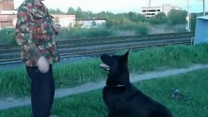 Восточно-Европейская овчарка ОБУЧЕНИЕ ПОСЛУШАНИЮ