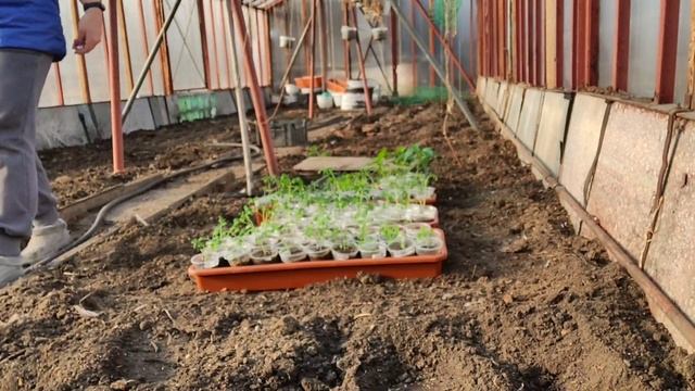 Дела огородные. Начинаем выносить рассаду погулять.
