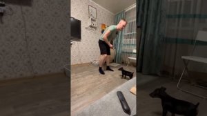 Цвергпинчер 2,5 месяца.