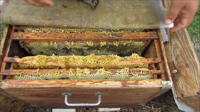 Работа со средне-русской пчелой в прохладную погоду и смена маток. смотреть онлайн