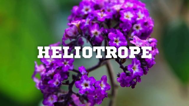 VANILLA CARAMEL SUNSCREEN - MMMM... BY JULIETTE HAS A GUN смотреть онлайн