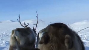 В гостях у чукчей оленеводов Chukchi
