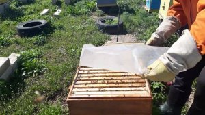 Расширяем пчелиное гнездо. Ставим магазины на улья.