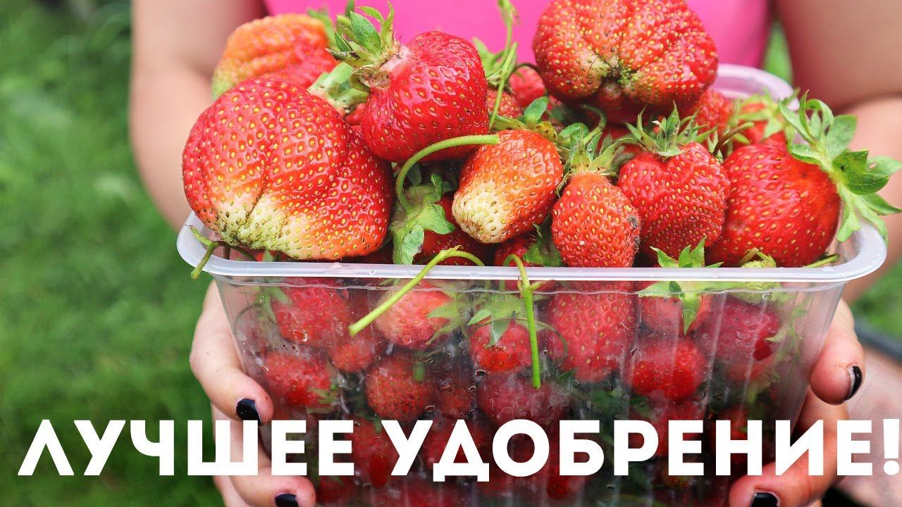 Крупная сладкая клубника прет без остановки после этого удобрения!Лигногумат для клубники