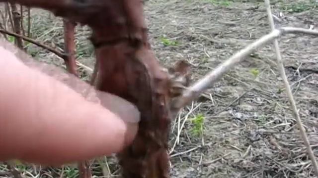 Ремонтантная малина  Утренняя Роса   Обрезка и вредители