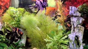 Классное укрытие для рыб