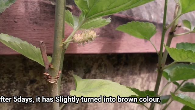 A COMPLETE UPDATE ON RIPENING OF MULBERRY FROM GREEN TO BLACK IN COLOUR смотреть онлайн