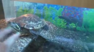 Все о красноухих черепах*