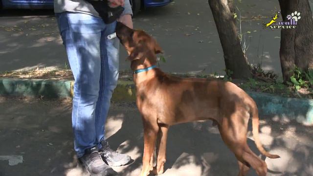 Риджбек Харви , переходим к бытовой апортировке, ОКД, питомник Тина-трейдинг смотреть онлайн