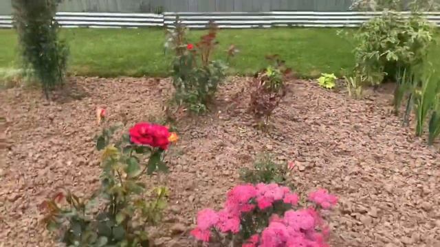 Самый ухоженный и красивый участок на наших дачах! смотреть онлайн