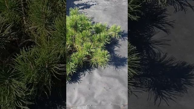 Горная Сосна Пумилио , обработка сосны от курчавости и её состояние смотреть онлайн