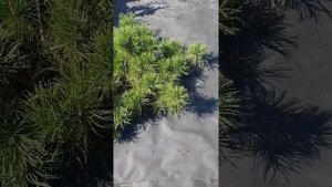 Горная Сосна Пумилио , обработка сосны от курчавости и её состояние