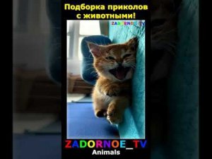 Подборка приколов про животных №131