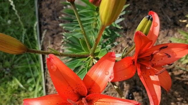 Лилия селекции Маргариты Киреевой 