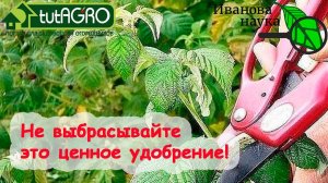 НЕ ВЫБРАСЫВАЙТЕ ЭТО ЦЕННОЕ УДОБРЕНИЕ! Ветки малины - для мульчи, укрытия и кое-чего другого.