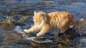 Кошачья рыбалка на тему "Форель"Шуберта