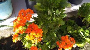 Floração das minhas Kalanchoe fácil cultiv