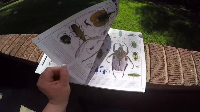 The Animal Book - DK Publishing смотреть онлайн