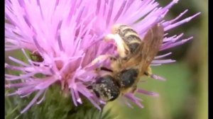 Halictus scabiosae (Halictidae-Hymenoptera) Femelle