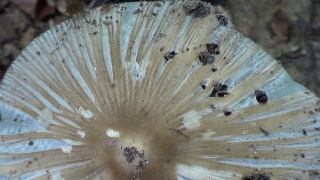 Split Fibrecap Mushroom смотреть онлайн