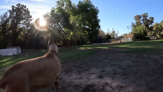 Cash 2.0 Great Dane making new friends at Omelveny Park смотреть онлайн