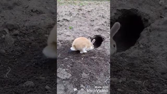 Кролик роет нору çok tatlı tavşan hardworking sweet rabbit смотреть онлайн