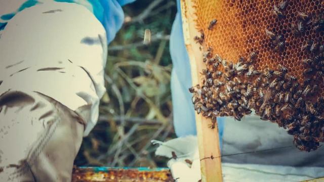 Три способа зимовки без сборки гнезда смотреть онлайн