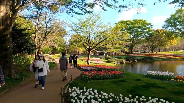 Beautiful Flower at Spring in Showa Kinen Park Tokyo Japan | Japan Walk @Explore-Japan