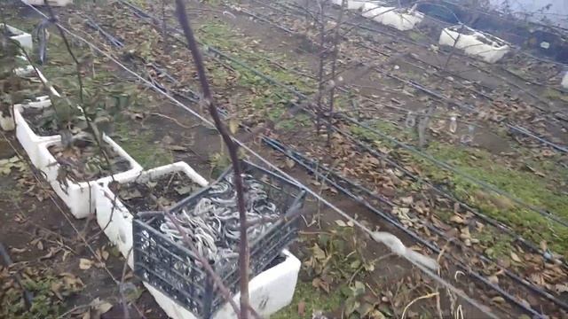 Ежевика Натчез в Теплице. Обрезка.Подвязка