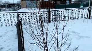 Белая акация и другие медоносы в Сибири.