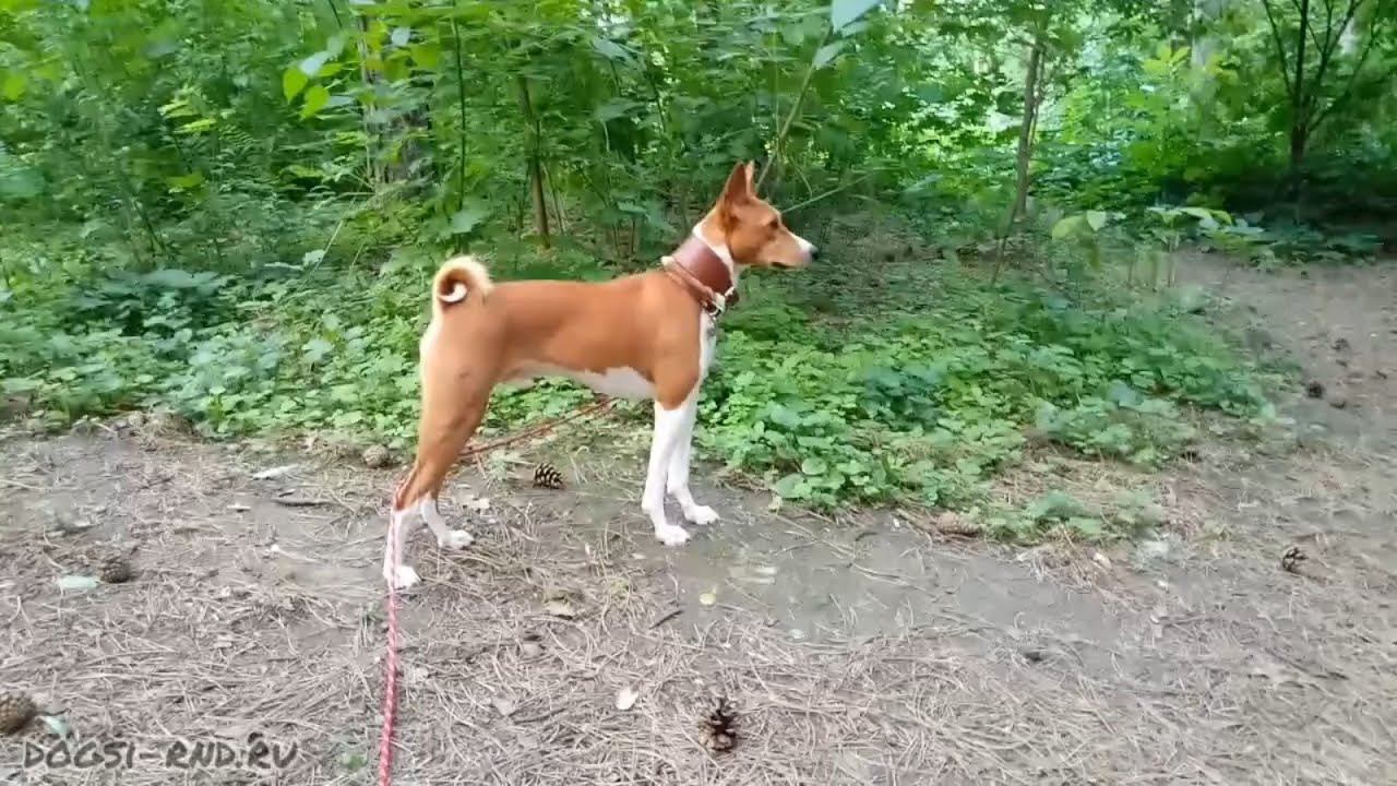 Новые места и шишкопад. Гуляем с Лео...