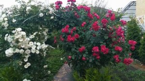 Розы Пьер де Ронсар, Принц де Монако и Эрик Таберли